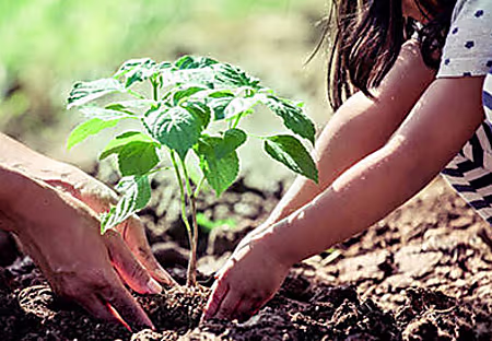 آيات عن الزراعة - مفهرس