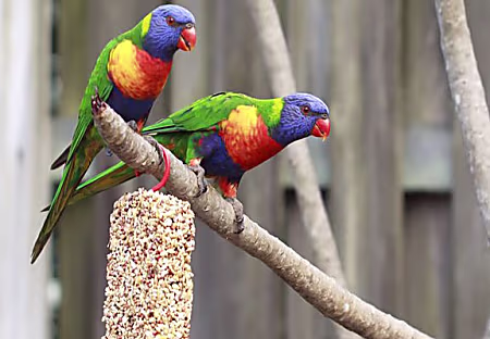 تعبير عن العصفور - مفهرس